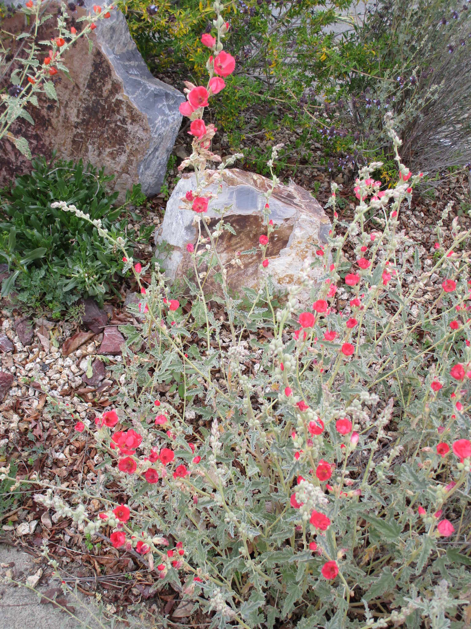 Sphaeralcea ambigua 'Louis Hamilton' - Linda Vista Native Plants