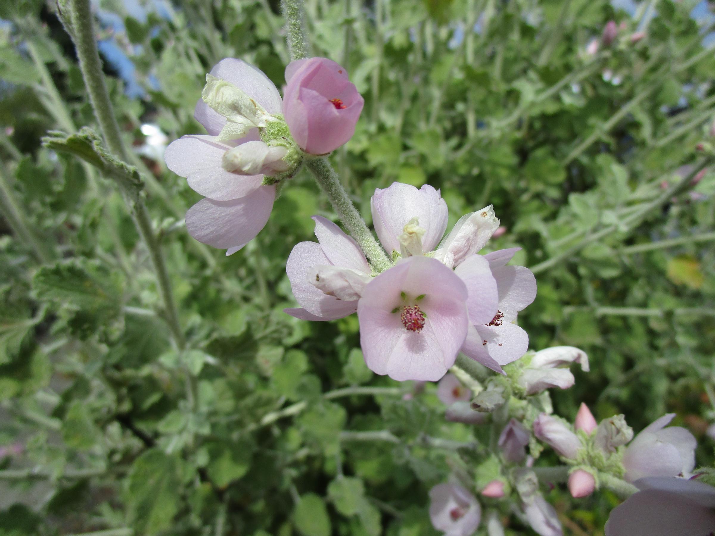 Bush Mallow Malacothamnus fasciculatus - Linda Vista Native Plants