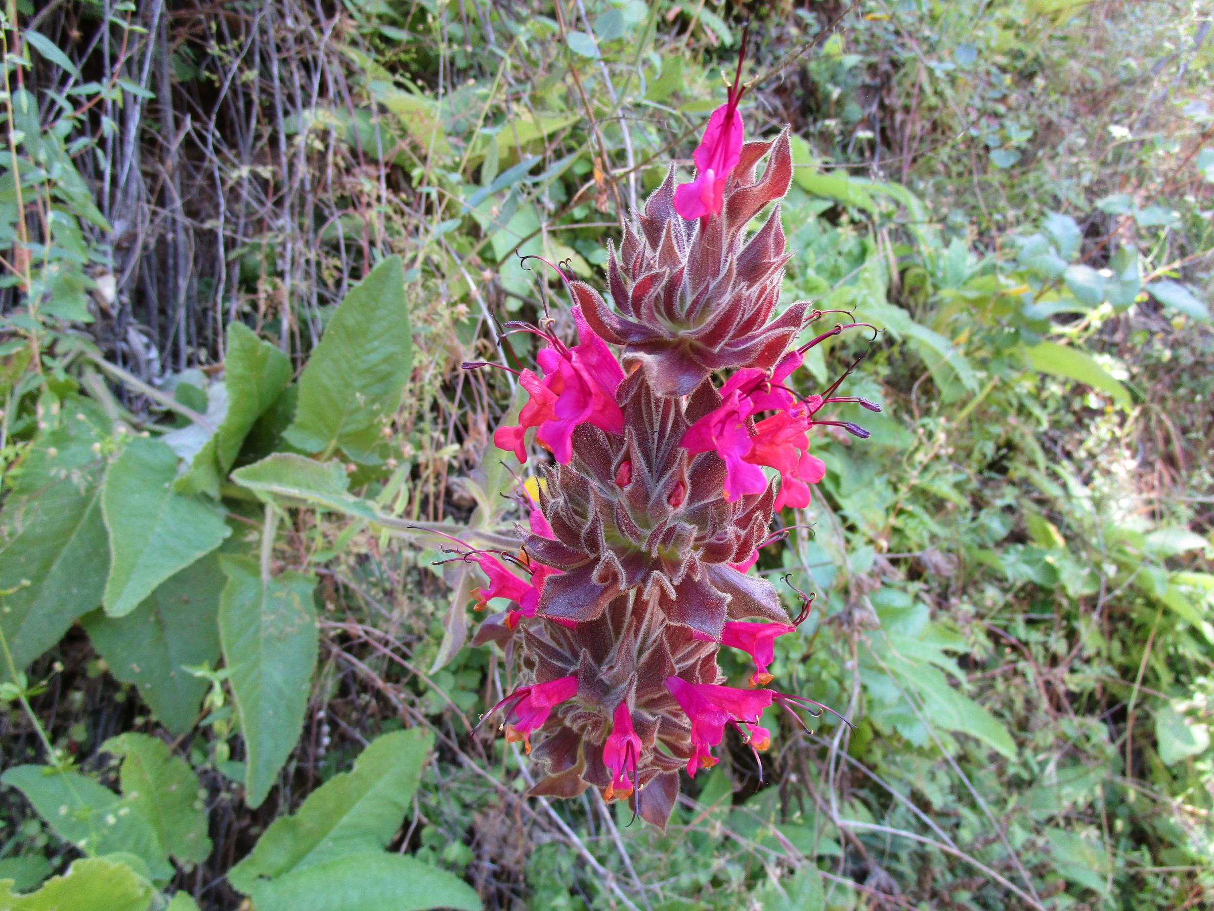 SALVIA-SPATH-2.JPG.jpg
