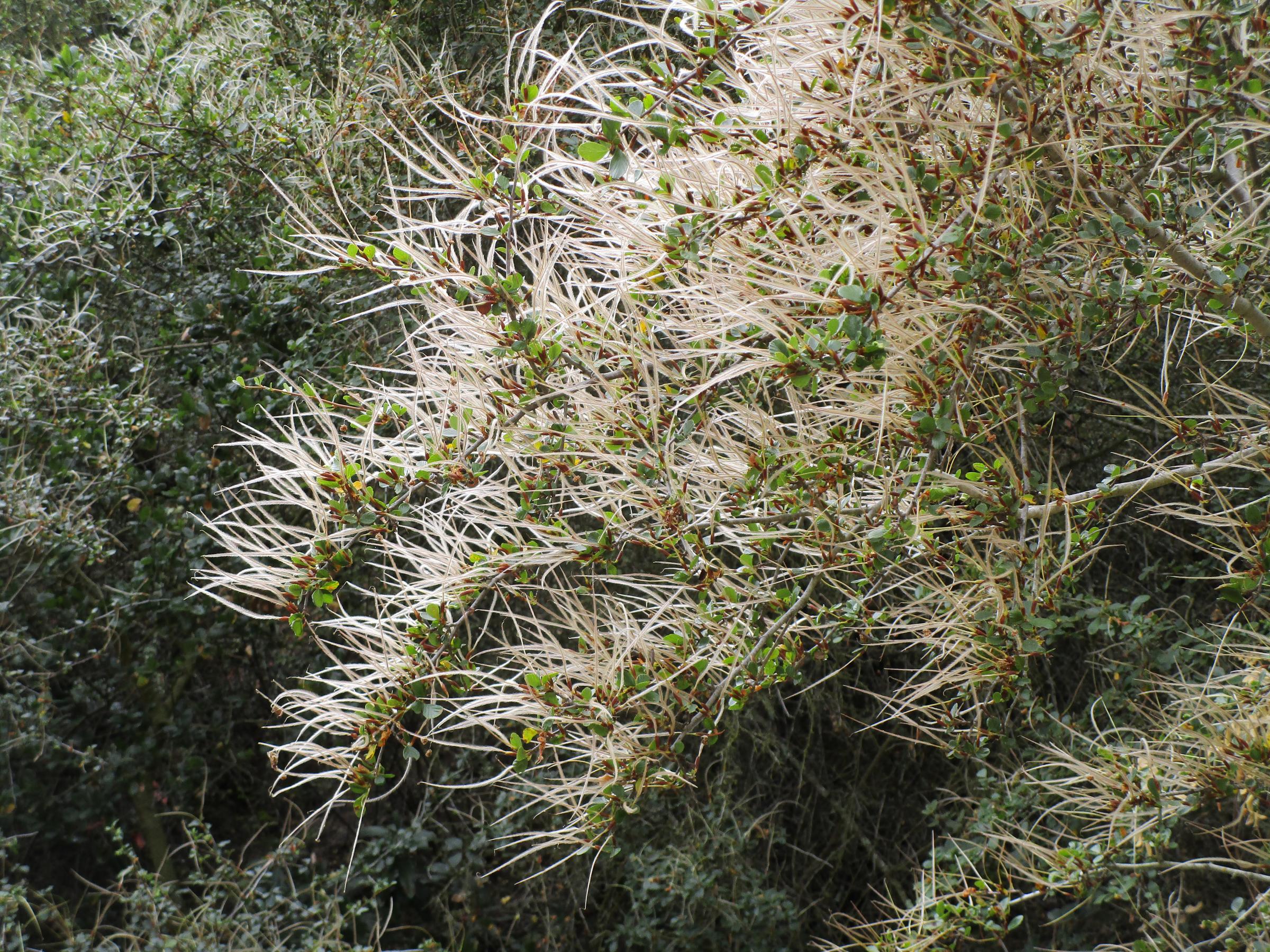 Cercocarpus betuloides var. betuloides Santa Clara County - Linda Vista ...