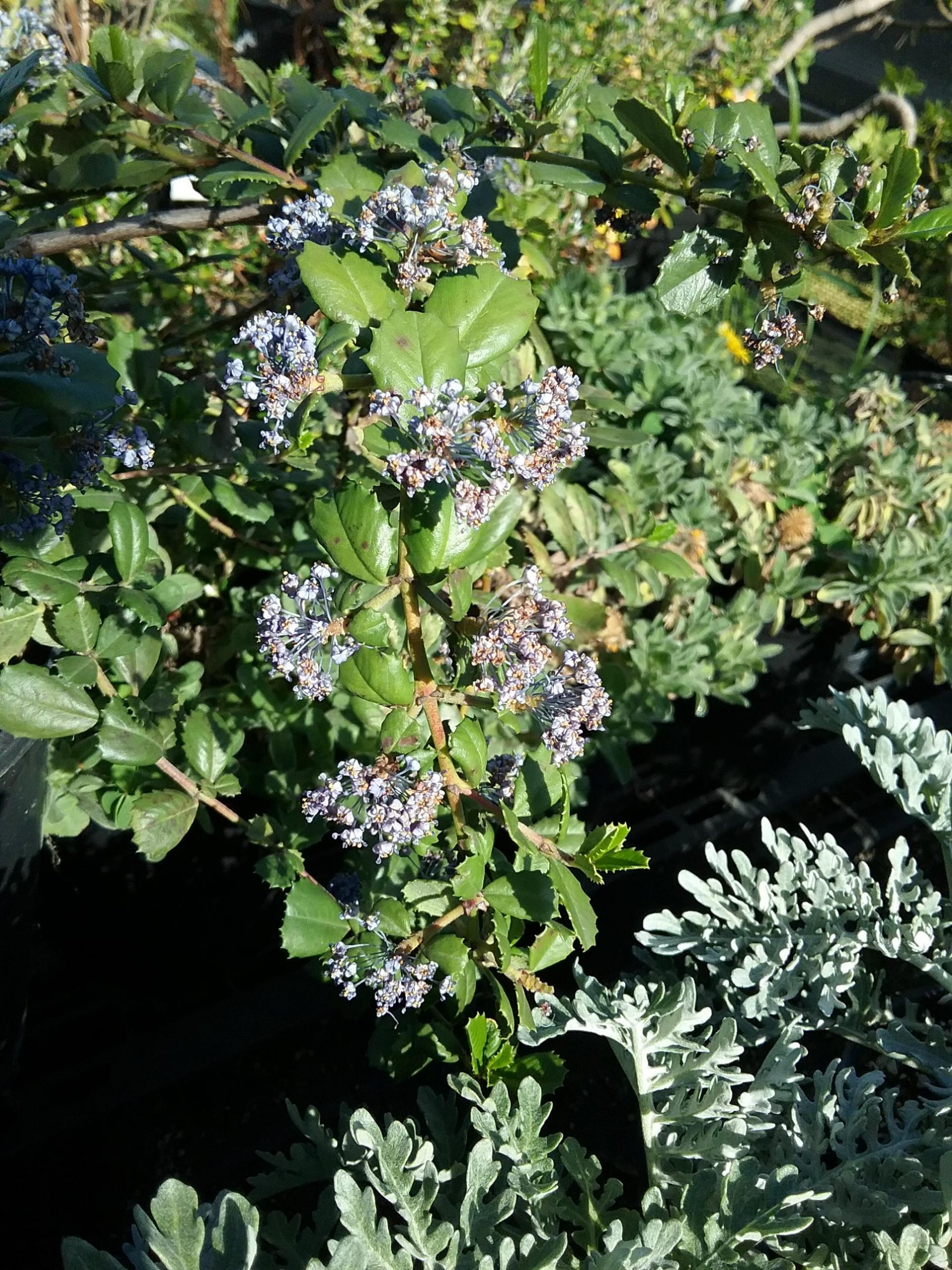 Ceanothus gloriosus var. gloriosus 'Anchor Bay' - Linda Vista Native Plants