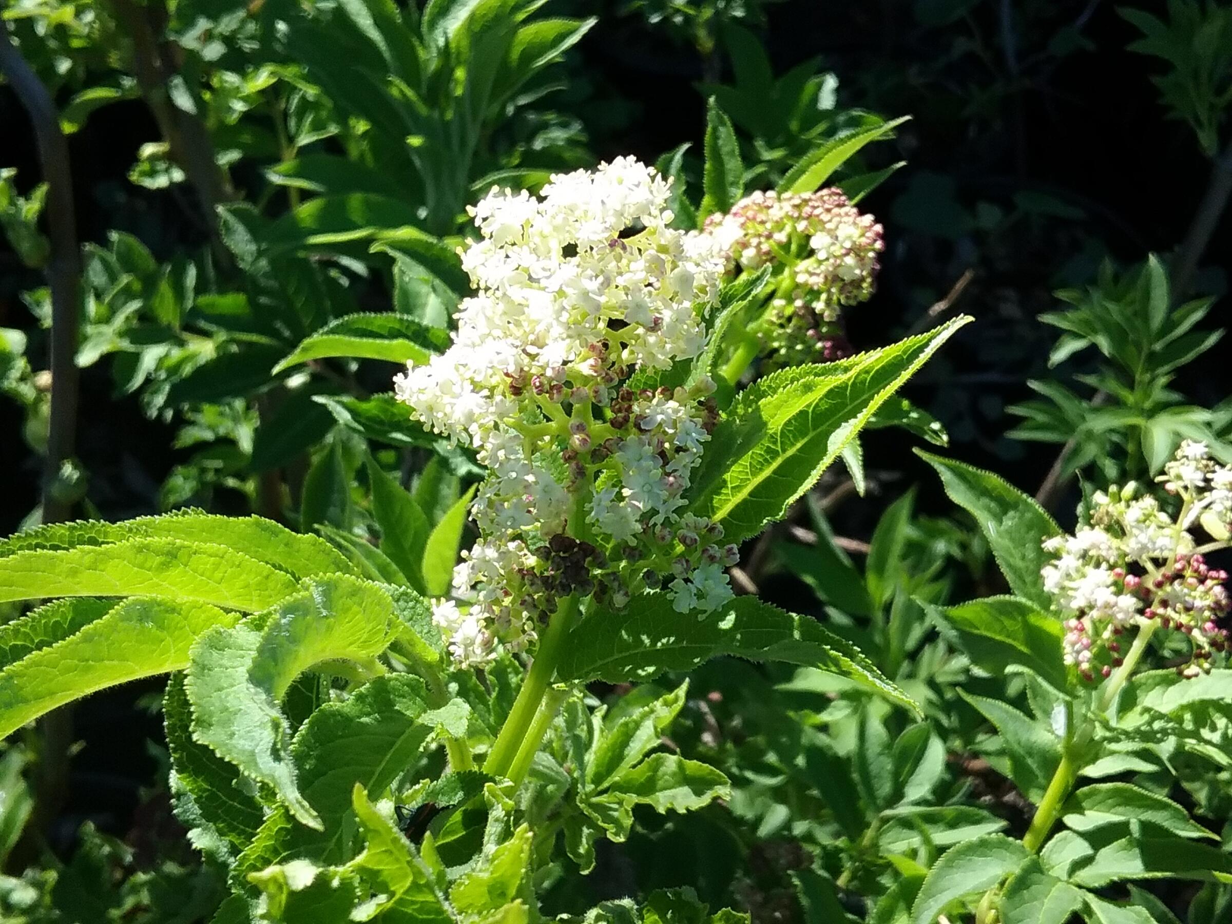 Sanango Racemosum Sambucus racemosa - Linda Vista Native Plants
