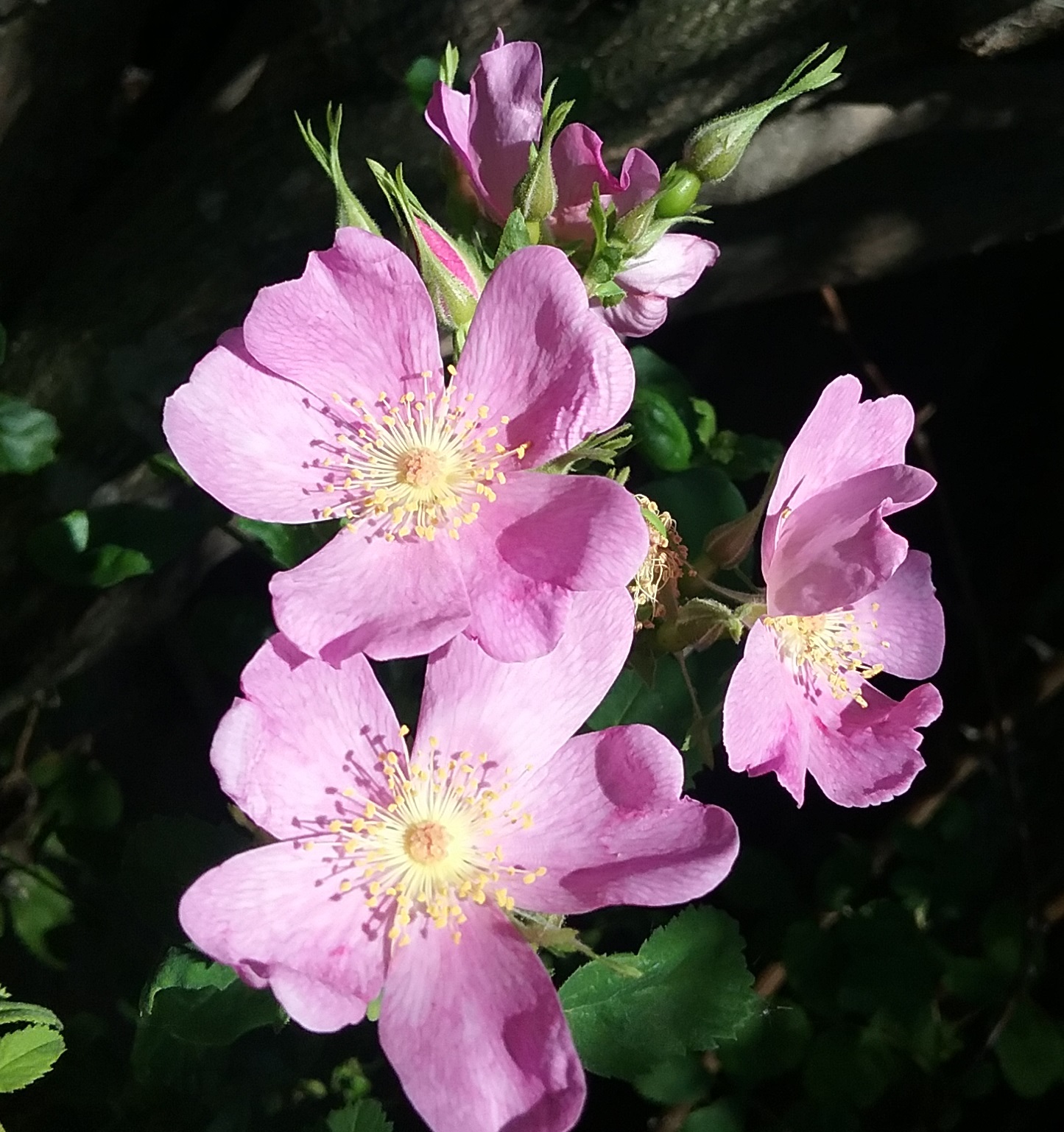 Calliandra Californica Mexicali Rose