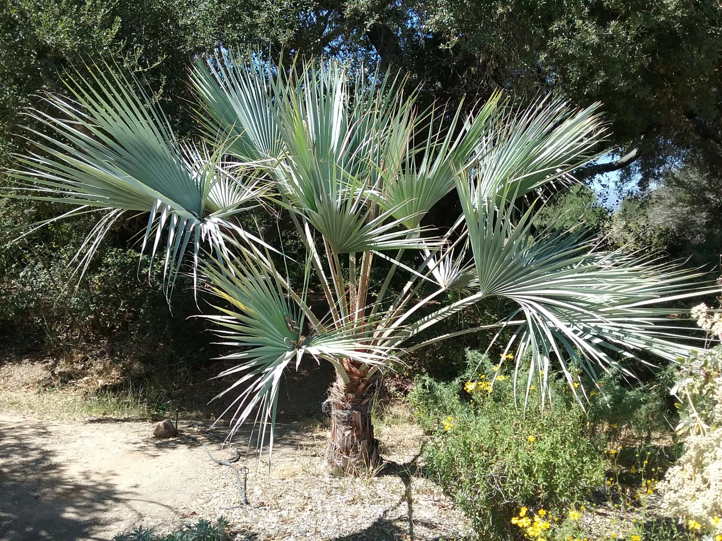 Brahea armata - Linda Vista Native Plants