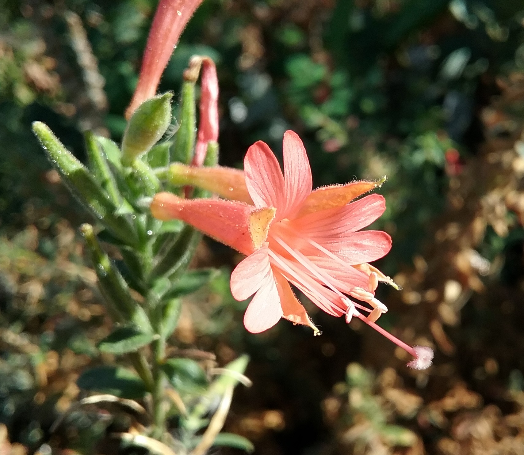 Epilobium canum 'Sierra Salmon' - Linda Vista Native Plants