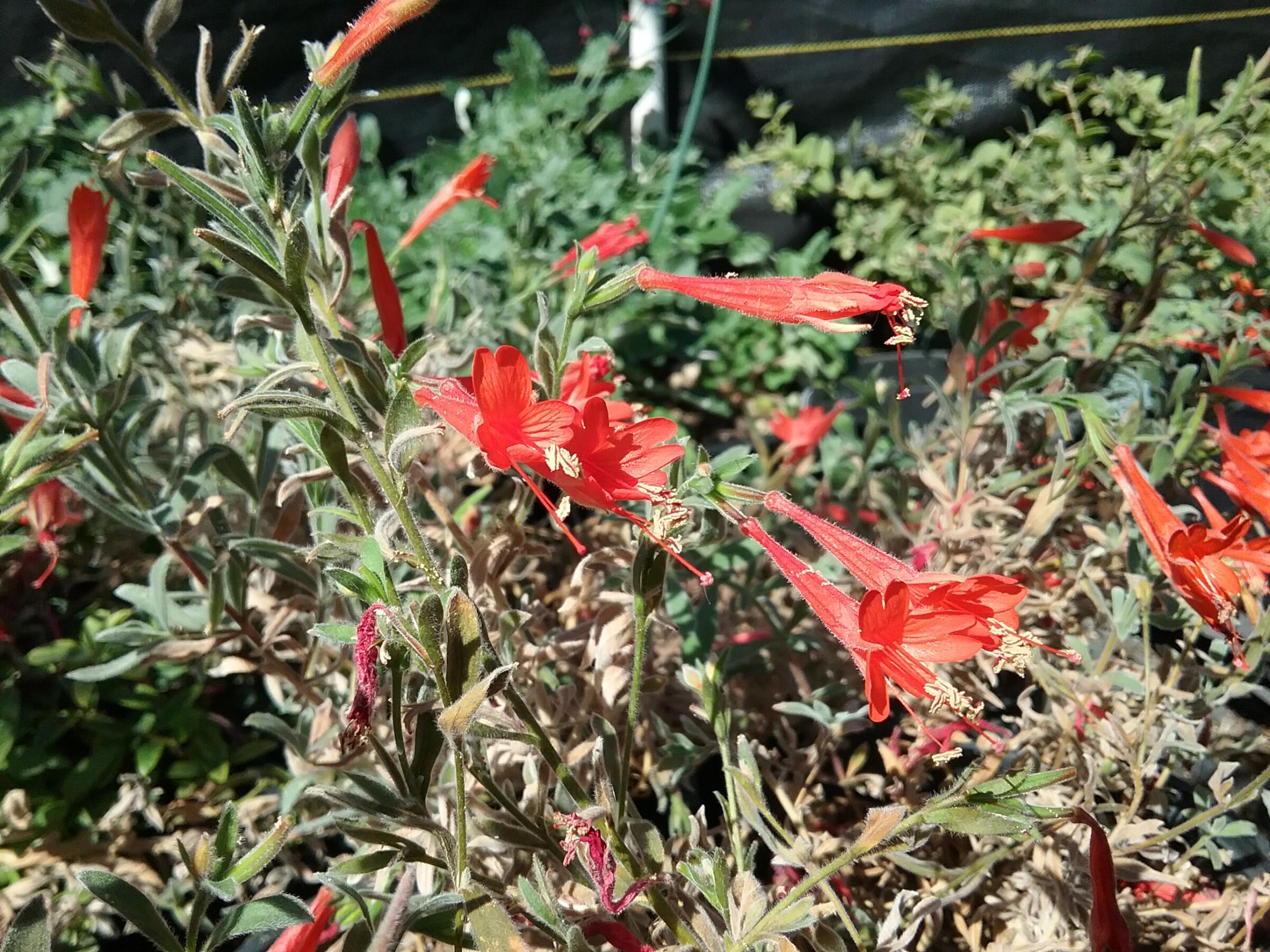 Epilobium canum 'Uvas Canyon' - Linda Vista Native Plants