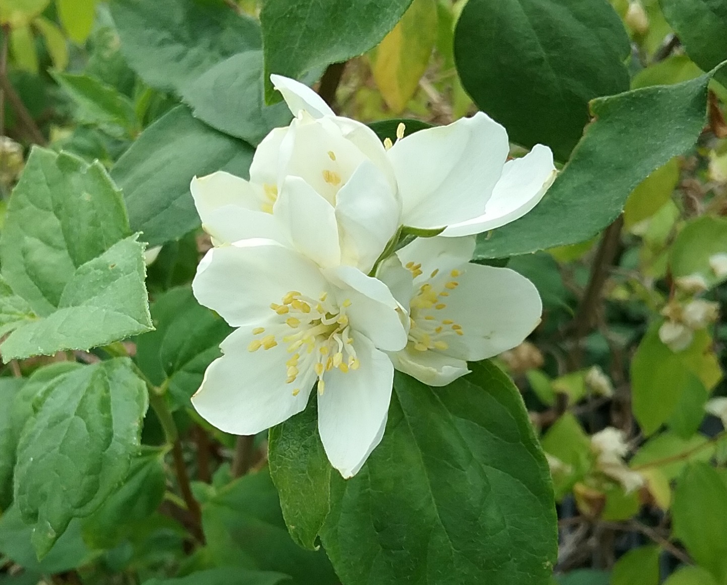 Philadelphus lewisii 'Marjorie Schmidt' - Linda Vista Native Plants