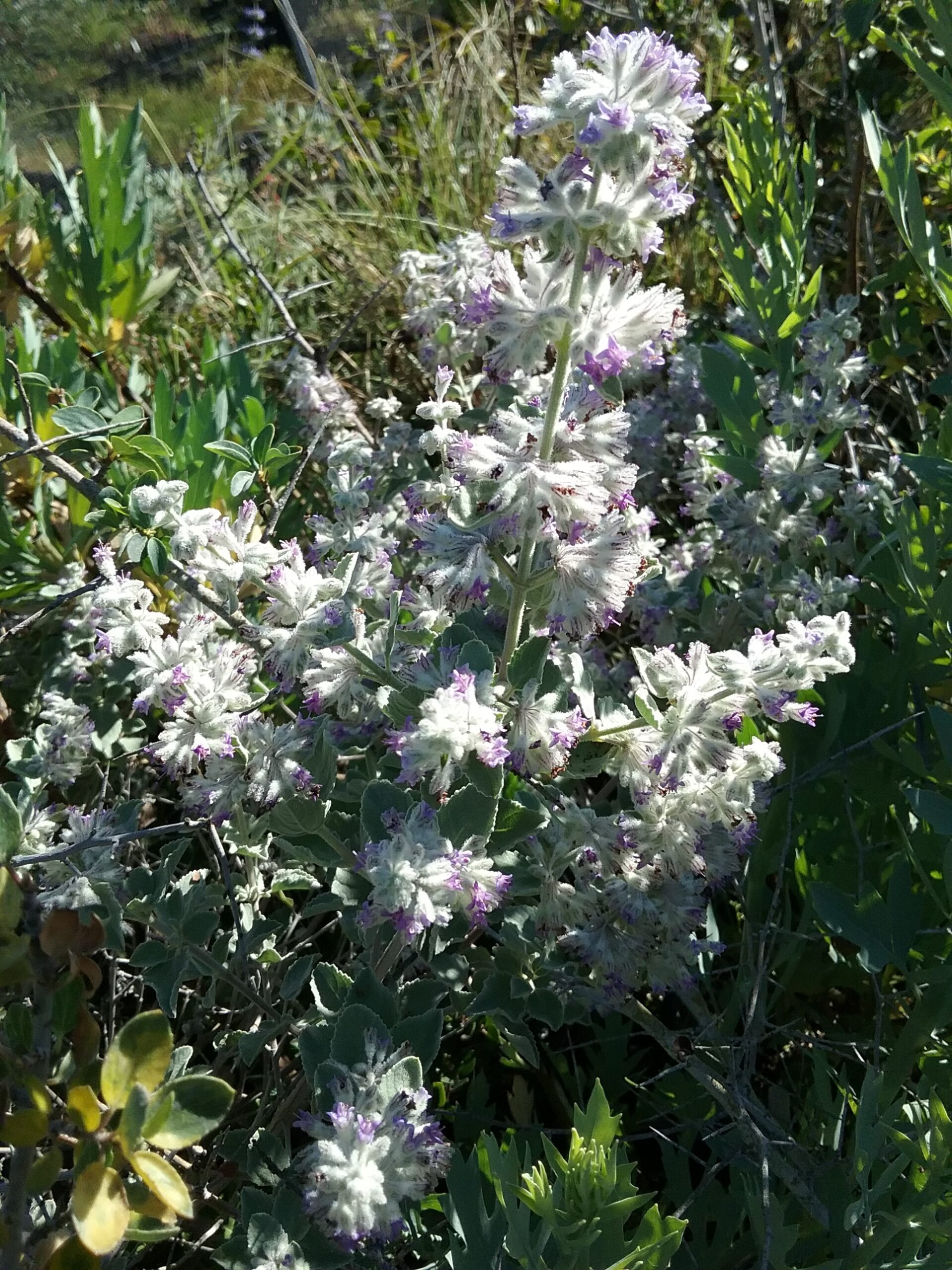 Condea emoryi Cloud Burst - Linda Vista Native Plants